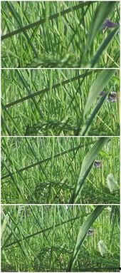 青草国产视频,探寻自然之美与生态和谐